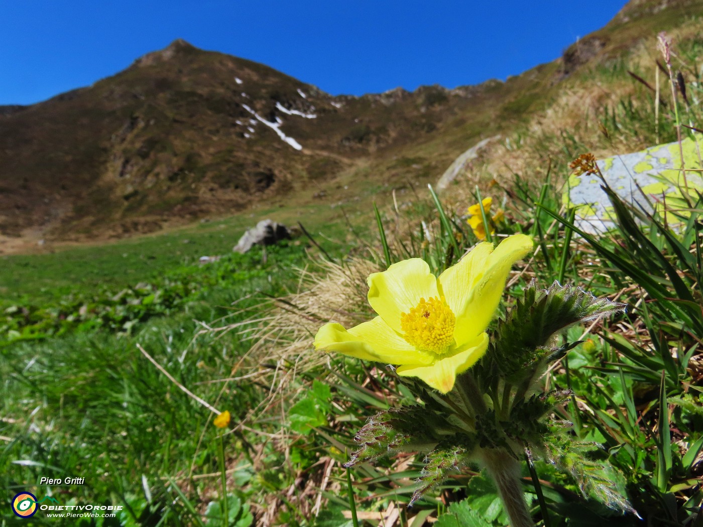29 Pulsatilla alpina sulphurea (Anemone alpino).JPG
